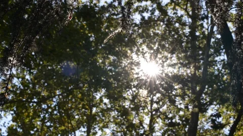 Sunlight filtering through  Stock Footage 112778233