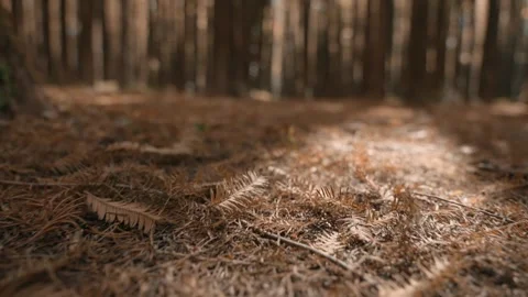 Sunlight Filtering Through Forest Canopy to Ground Level Real Time 4K Vídeo Stock 319621164