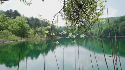 Sunlight filtering through forest canopy at Plitvice Stock Footage 319767598