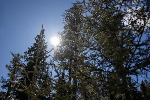 Sunlight Filtering Through Forest Canopy Stock Photos