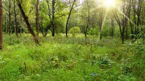 Sunlight Filtering Through Forest Canopy on Summer Day Stock Photos