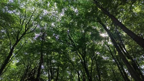 Sunlight Filtering Through Forest Canopy at Oughaval Woods Stock Photos