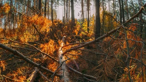 Sunlight Filtering Through a Forest of Fallen Branches Stock Footage 341156388