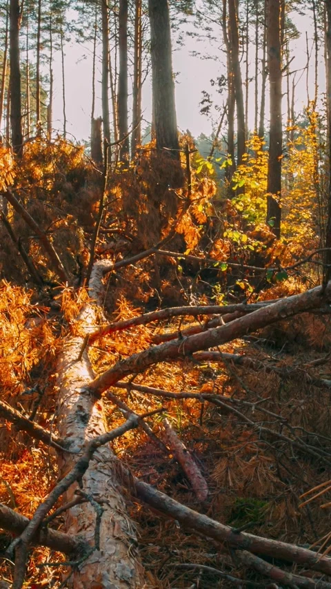 Sunlight Filtering Through a Forest of Fallen Branches Stock Footage 341366453