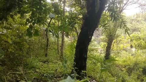 Sunlight Filtering Through the Forest Stock Footage 329558417