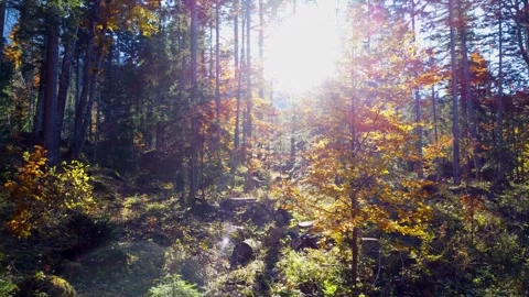 Sunlight filtering through the forest, illuminating clusters of trees Stock Footage 293557371