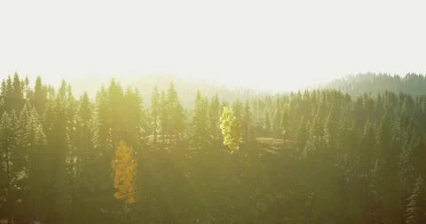Sunlight filtering through a forest landscape during golden hour in autumn Stock Illustration