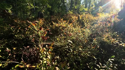 Sunlight Filtering Through Forest Trees Warm Atmosphere Stock Footage 317629453