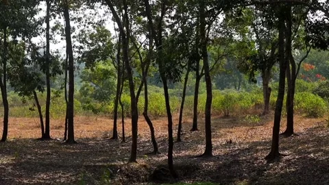 Sunlight Filtering Through Forest Trees in Rural Landscape Stock Footage 328822994