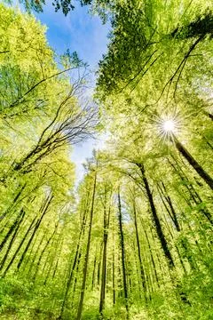 Sunlight filtering through forest trees, natures beauty shining bright Stock Photos
