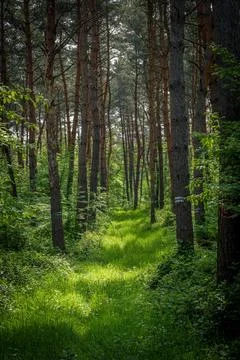 Sunlight filtering through forest trees, casting shades of green on the groun Stock Photos