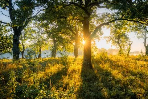 Sunlight Filtering Through Forest Trees Stock Photos
