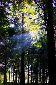 Sunlight Filtering Through Forest Trees Stock Photos
