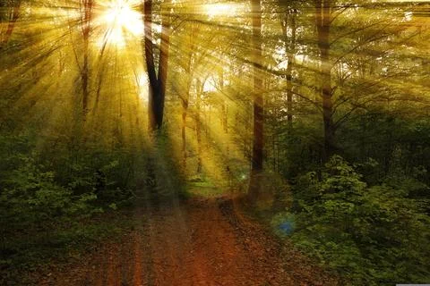 Sunlight Filtering Through Forest Trees Stock Photos