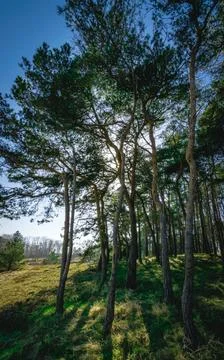 Sunlight Filtering Through Forest Trees Stock Photos