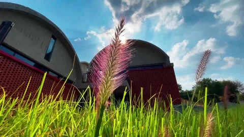 Sunlight filtering through foxtail grass in front of modern architectural Vídeos de archivo 347059648