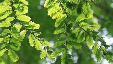 Sunlight Filtering Through the Fresh Green Metasequoia Video stock 327536685