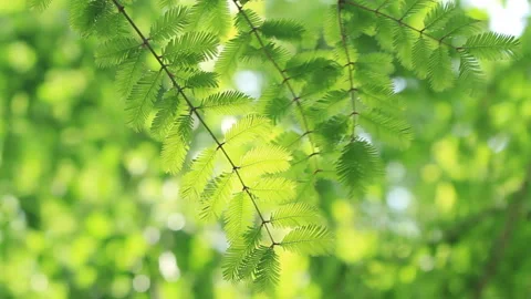 Sunlight Filtering Through the Fresh Green Metasequoia Stock Footage 327536741
