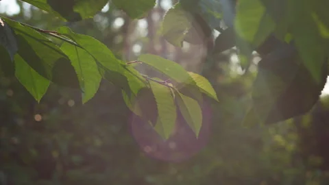 Sunlight Filtering Through Fresh Green Leaves in a Peaceful Summer Garden 库存影片 337423965