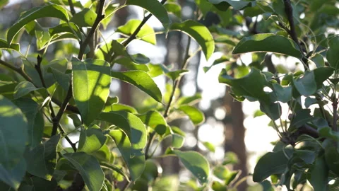 Sunlight Filtering Through Fresh Green Leaves of a Fruit Tree in Orchard 스톡 동영상 339627690