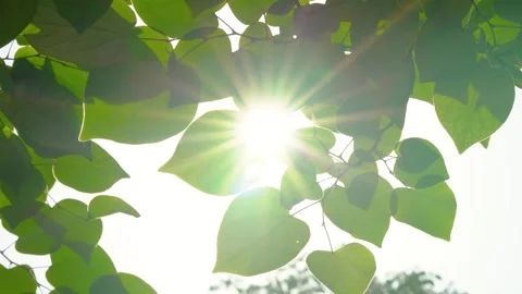 Sunlight Filtering Through Fresh Green Leaves In A Serene Summer Forest Setting Stock Footage 341950593