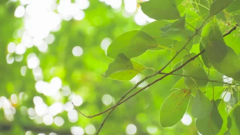 Sunlight Filtering Through Fresh Green Summer Leaves in a Forest Stock Footage 341998427
