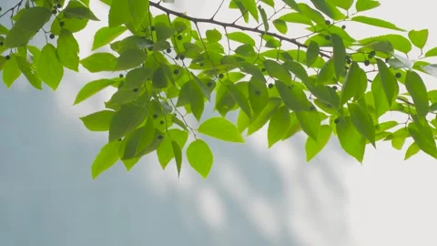 Sunlight Filtering Through Fresh Green Tree Leaves During A Bright Summer Day Stock Footage 342217693
