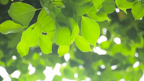 Sunlight Filtering Through Fresh Green Leaves in a Serene Spring Forest Setting 스톡 동영상 347042138