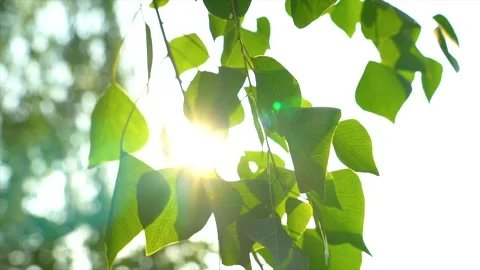 Sunlight filtering through fresh green leaves swaying gently in a summer breeze Stock Footage 347055396