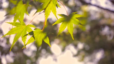 Sunlight Filtering Through Fresh Green Maple Leaves in a Peaceful Summer Forest 스톡 동영상 347063275