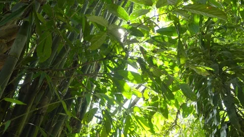 Sunlight filtering through Giant Bamboo and lush foliage in Ecuador 動画素材 311204313
