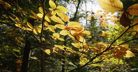 Sunlight filtering through golden autumn leaves in a forest. Seasonal change and Stock Footage 264998300