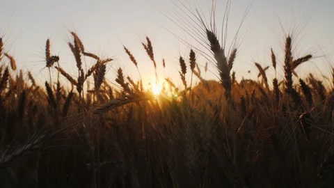 Sunlight filtering through golden wheat ears in sunset agricultural field d.. Stock Footage 334658189