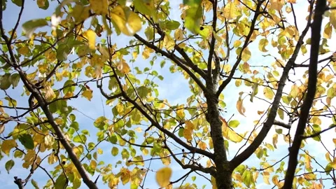 Sunlight filtering through green and yellow autumn leaves on tree branches 库存影片 347269116