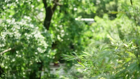 Sunlight Filtering Through Green Bamboo Forest Leaves 스톡 동영상 334220977