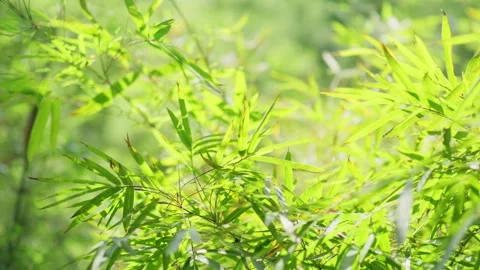 Sunlight Filtering Through Green Bamboo Forest Leaves 스톡 동영상 334221171