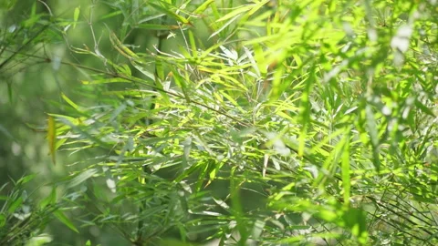 Sunlight Filtering Through Green Bamboo Forest Leaves 스톡 동영상 334222345