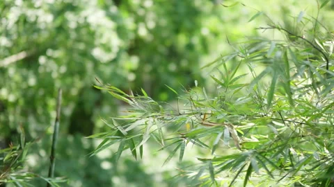 Sunlight Filtering Through Green Bamboo Forest Leaves 스톡 동영상 334222439