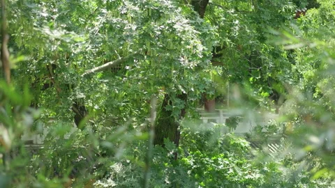 Sunlight Filtering Through Green Bamboo Forest Leaves Stock Footage 334223252