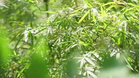 Sunlight Filtering Through Green Bamboo Forest Leaves 스톡 동영상 334223269