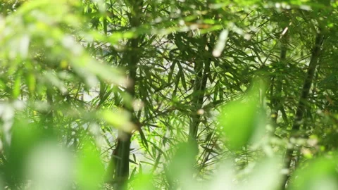 Sunlight Filtering Through Green Bamboo Forest Leaves 스톡 동영상 334223990