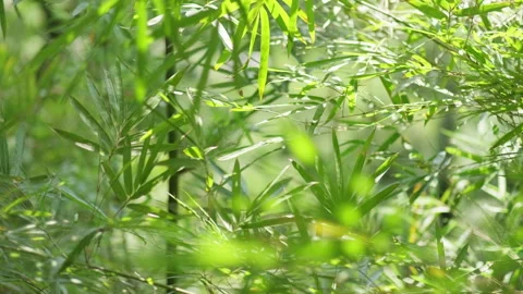 Sunlight Filtering Through Green Bamboo Forest Leaves 스톡 동영상 334224135