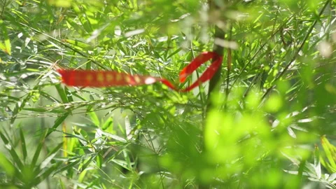Sunlight Filtering Through Green Bamboo Forest Leaves Vídeos de archivo 334225278