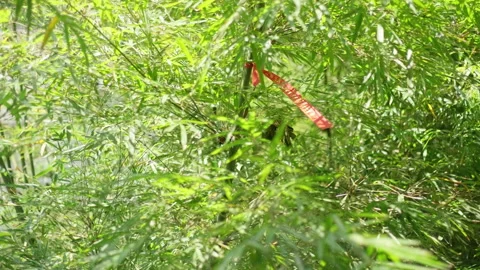 Sunlight Filtering Through Green Bamboo Forest Leaves 스톡 동영상 334226083
