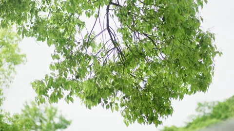 Sunlight Filtering Through Green Bamboo Forest Leaves Видео 334230163