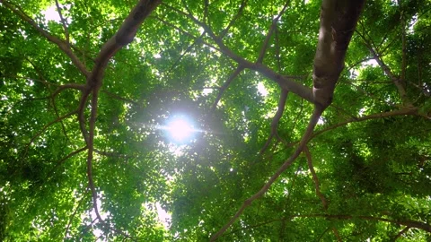 Sunlight Filtering Through Green Canopy in Peaceful Summer Forest Stock Footage 341950624