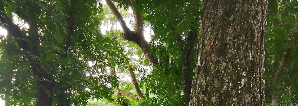 Sunlight filtering through green canopy of tropical forest leaves with sunlight Stock-Fotos