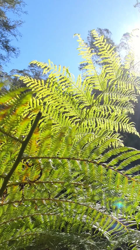 Sunlight Filtering Through Green Fern Fronds in Australian Rainforest Stock Footage 341835766