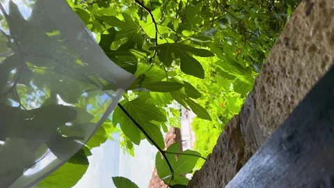 Sunlight filtering through green fig leaves with rustic tiled roof and sea in Stock-Footage 319952563