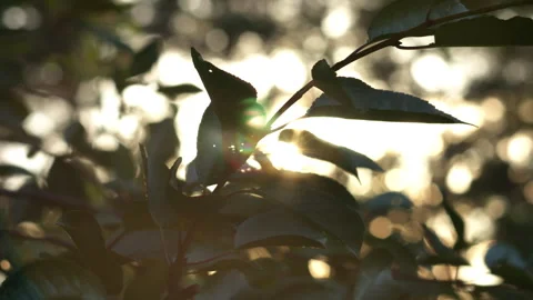 Sunlight Filtering Through Green Garden Tree Leaves at Golden Hour Sunset 스톡 동영상 339626607